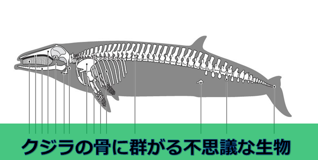 クジラ骨　　長さ105センチ、84センチ 鯨の骨 （マッコウクジラ 縮小全身骨格レプリカ 1/30スケール